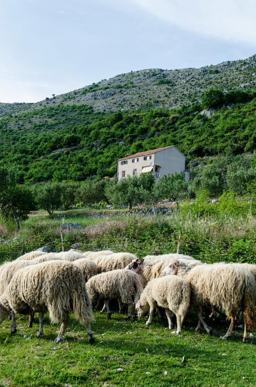 Olive Garden Apartments Čilipi Dış mekan fotoğraf